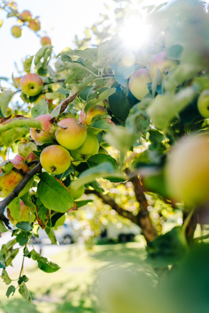 Natur Garten von Gasthof Pension der Thomashof